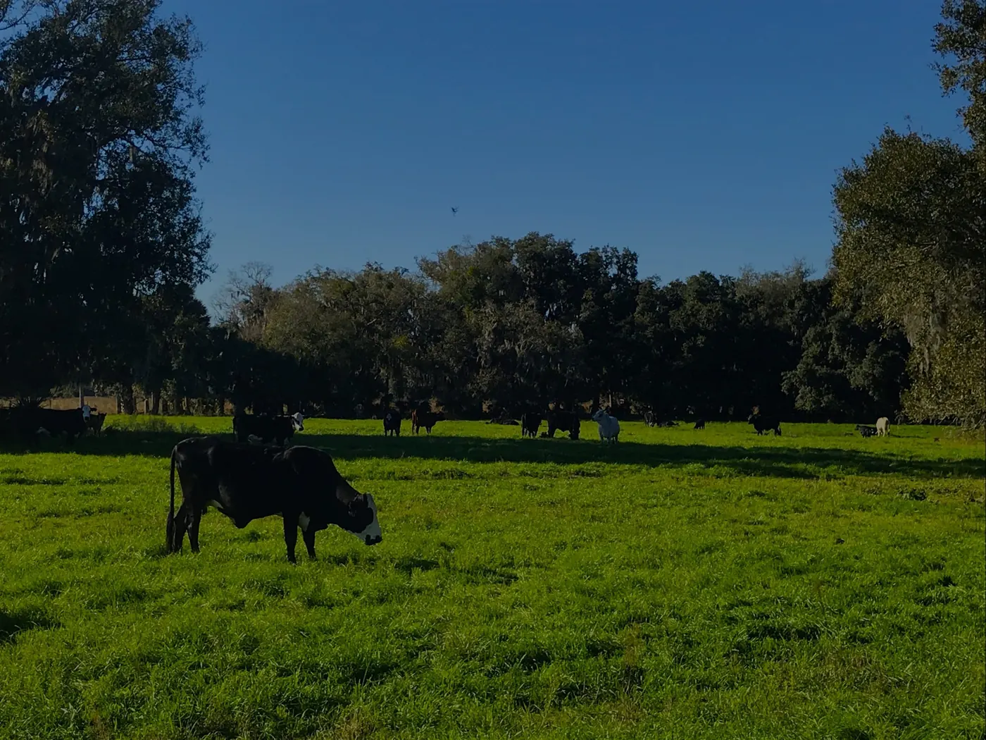 A Black Angus cow grazing on the Barton ranch