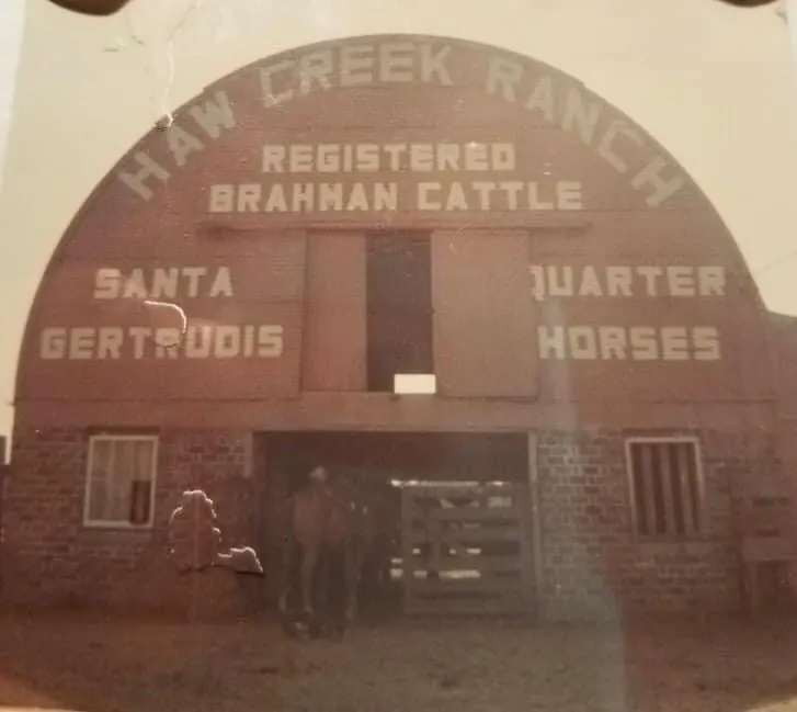 Haw Creek Ranch barn painted Registered Brahman Cattle, Santa Gertrudis, Quarter Horses