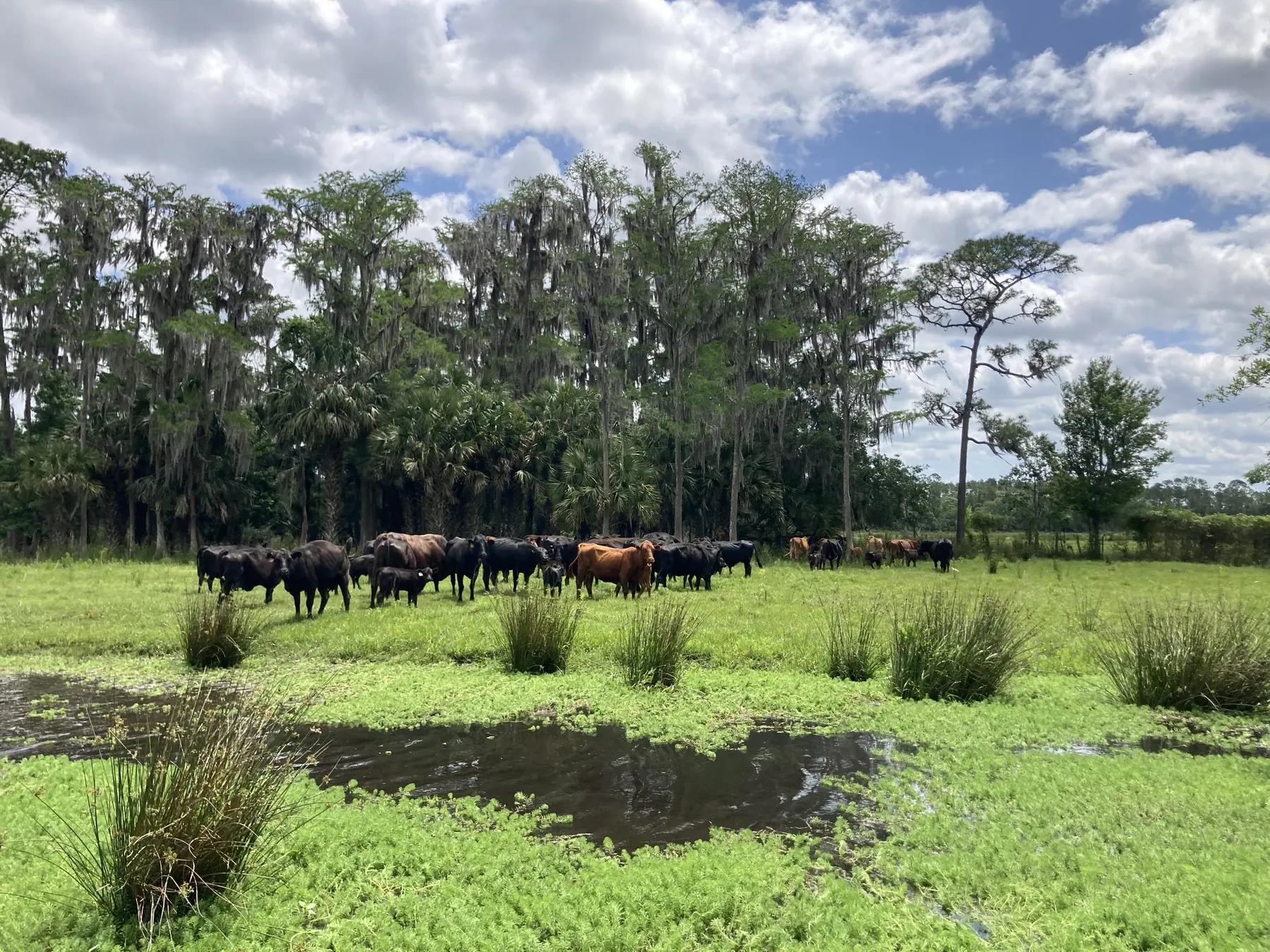 Barton cattle grazing near a pond under live oaks and Spanish moss