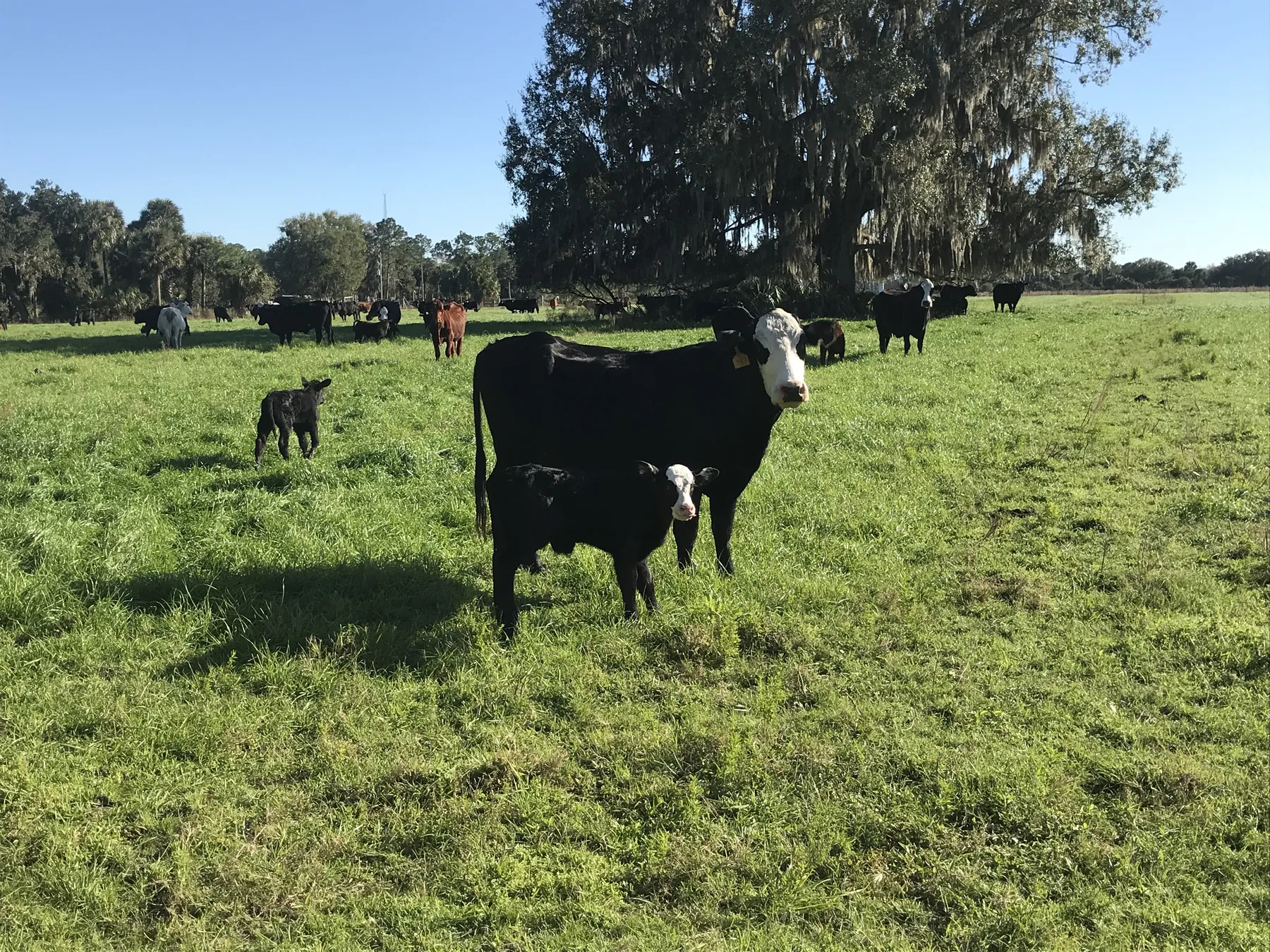 A Black Angus cow and her calf in a green pasture