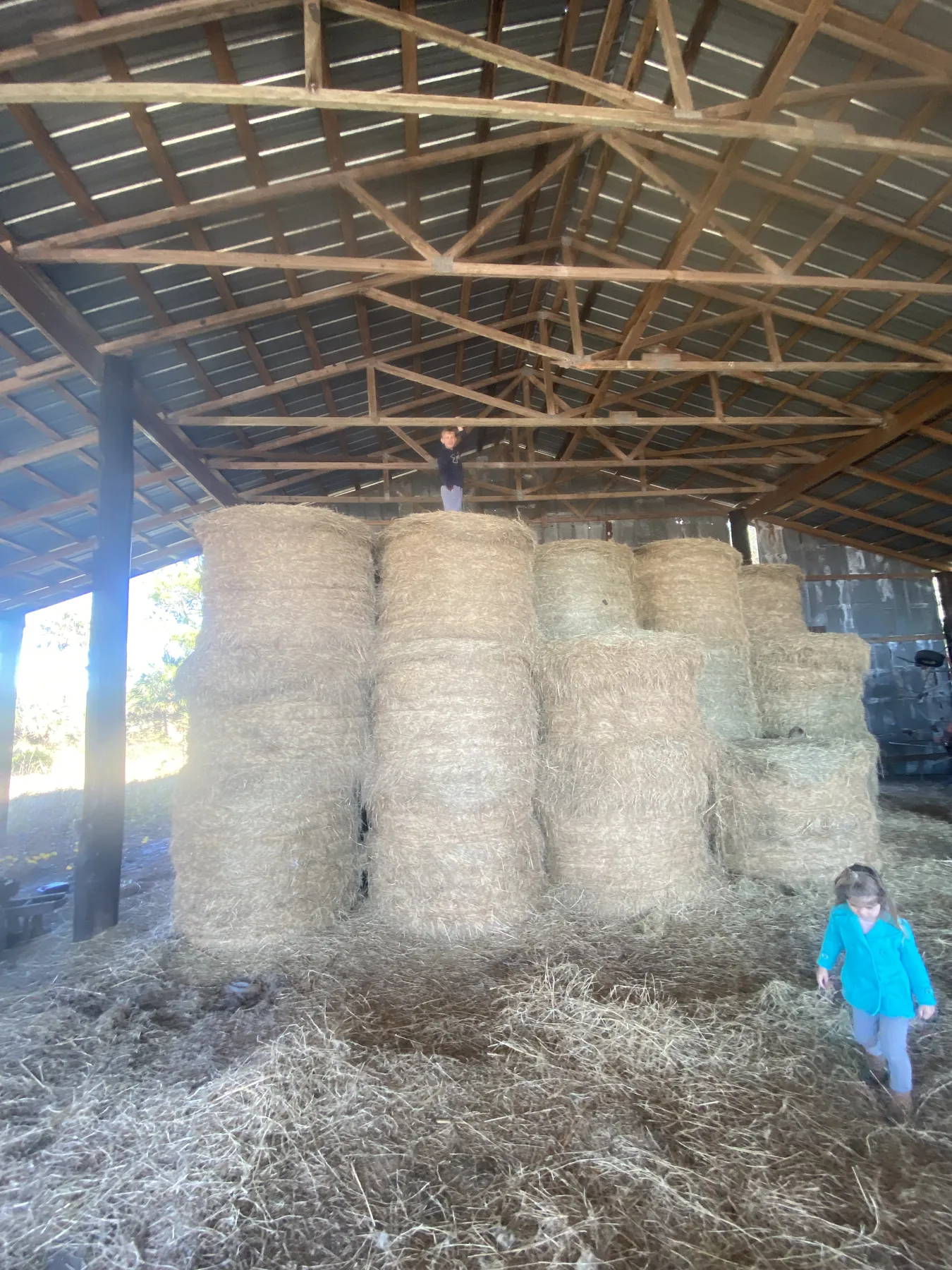 Round hay bales stacked high inside the Barton barn