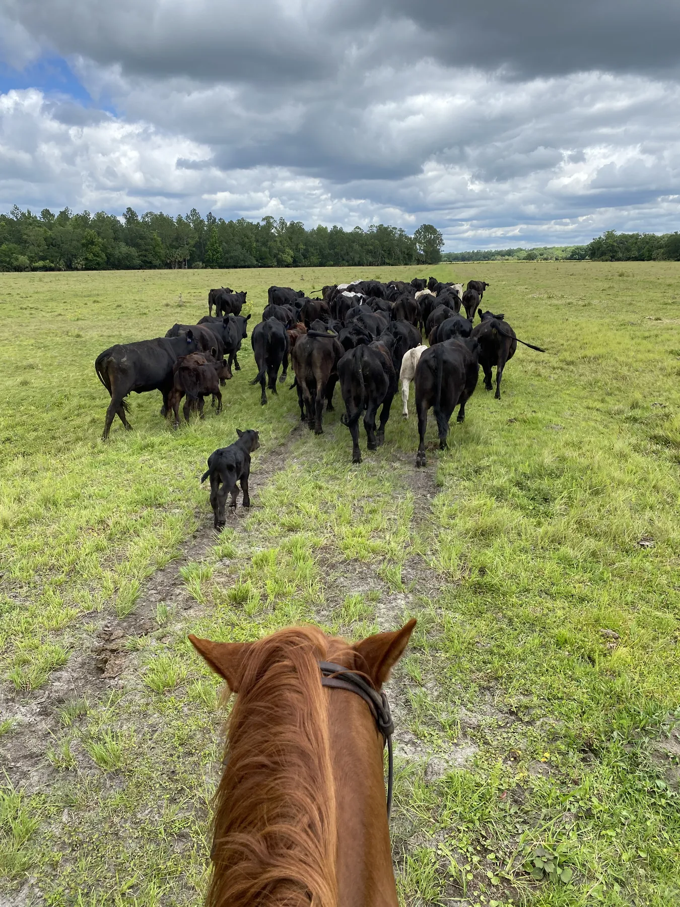 View from horseback of the Barton herd moving across the pasture