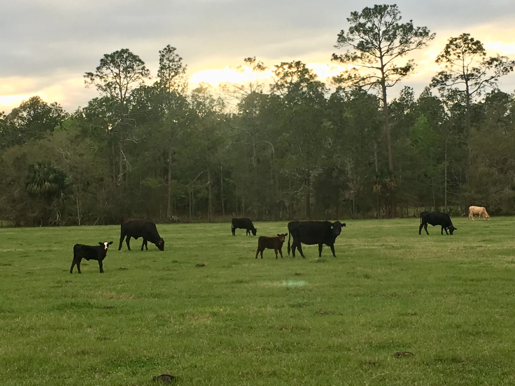 Cattle grazing along a tree line at golden hour