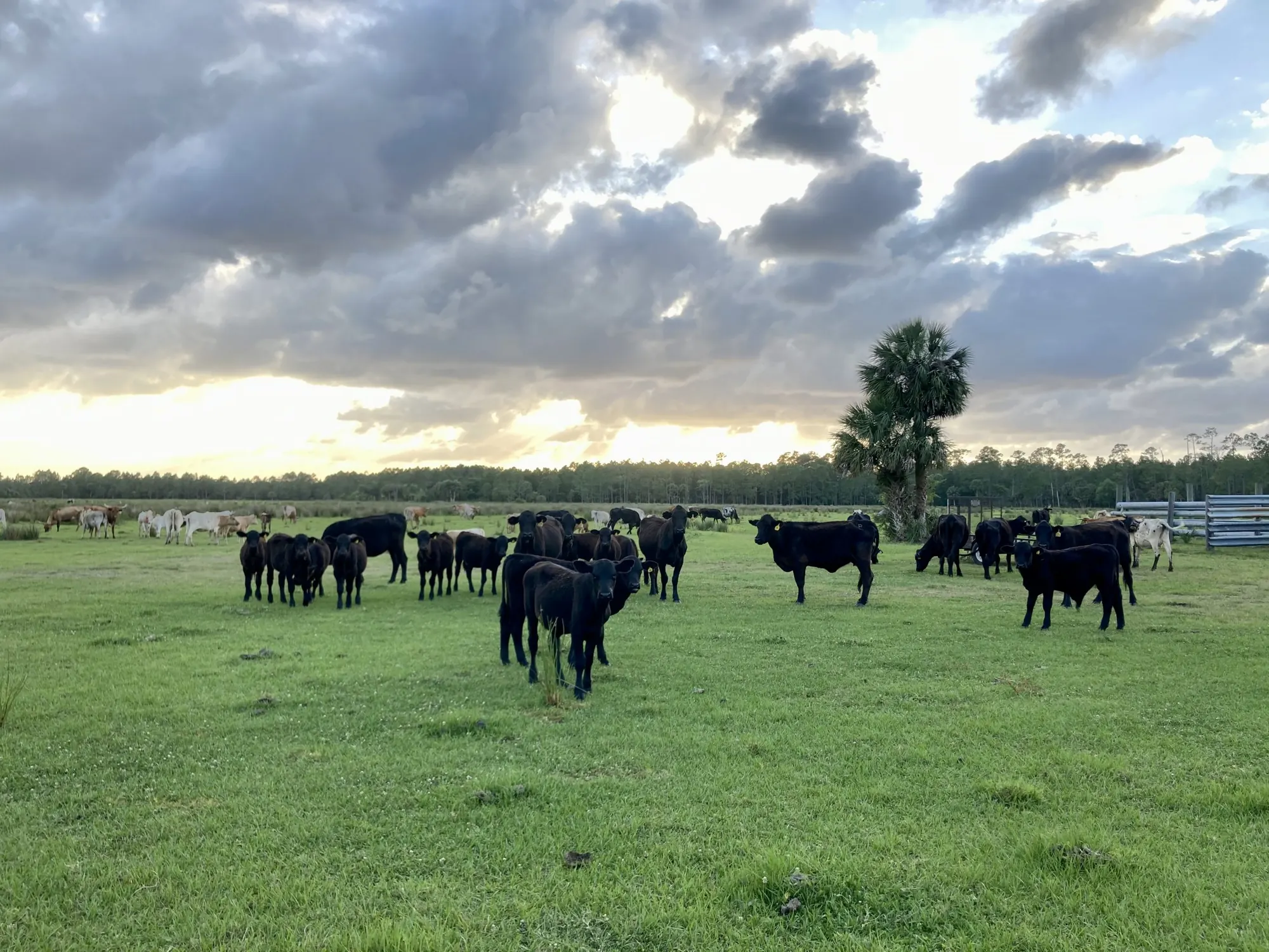 The Barton herd grazing an open pasture at sunset
